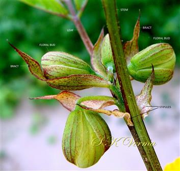  Flowering buds and Stipules